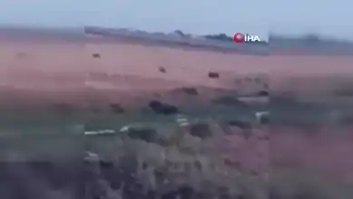 Mardin Nusaybin'de Domuz Sürüsü Görüntülendi!
