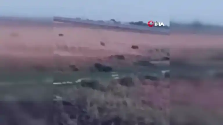 Mardin Nusaybin'de Domuz Sürüsü Görüntülendi!